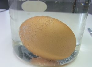 篠塚歯科医院の卵の実験